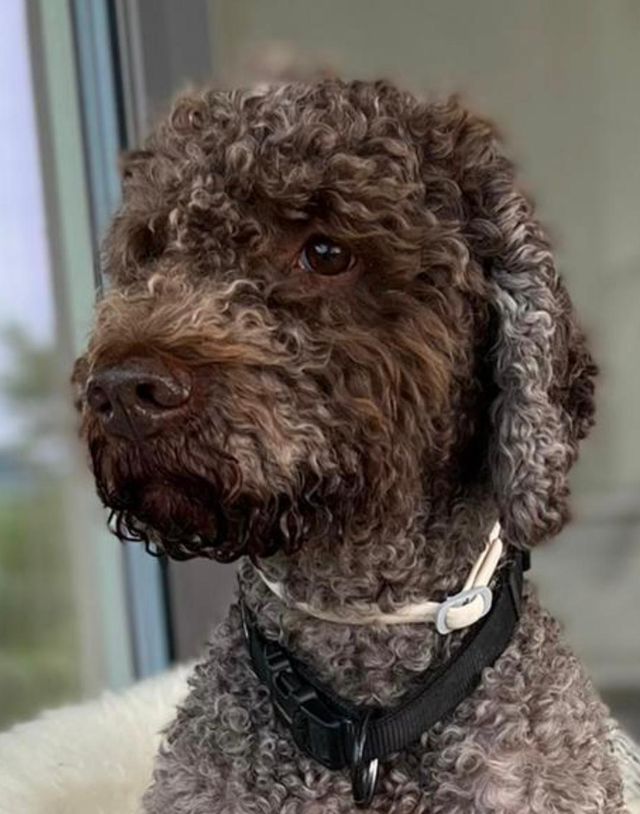Hund Yari von Lothar Z.